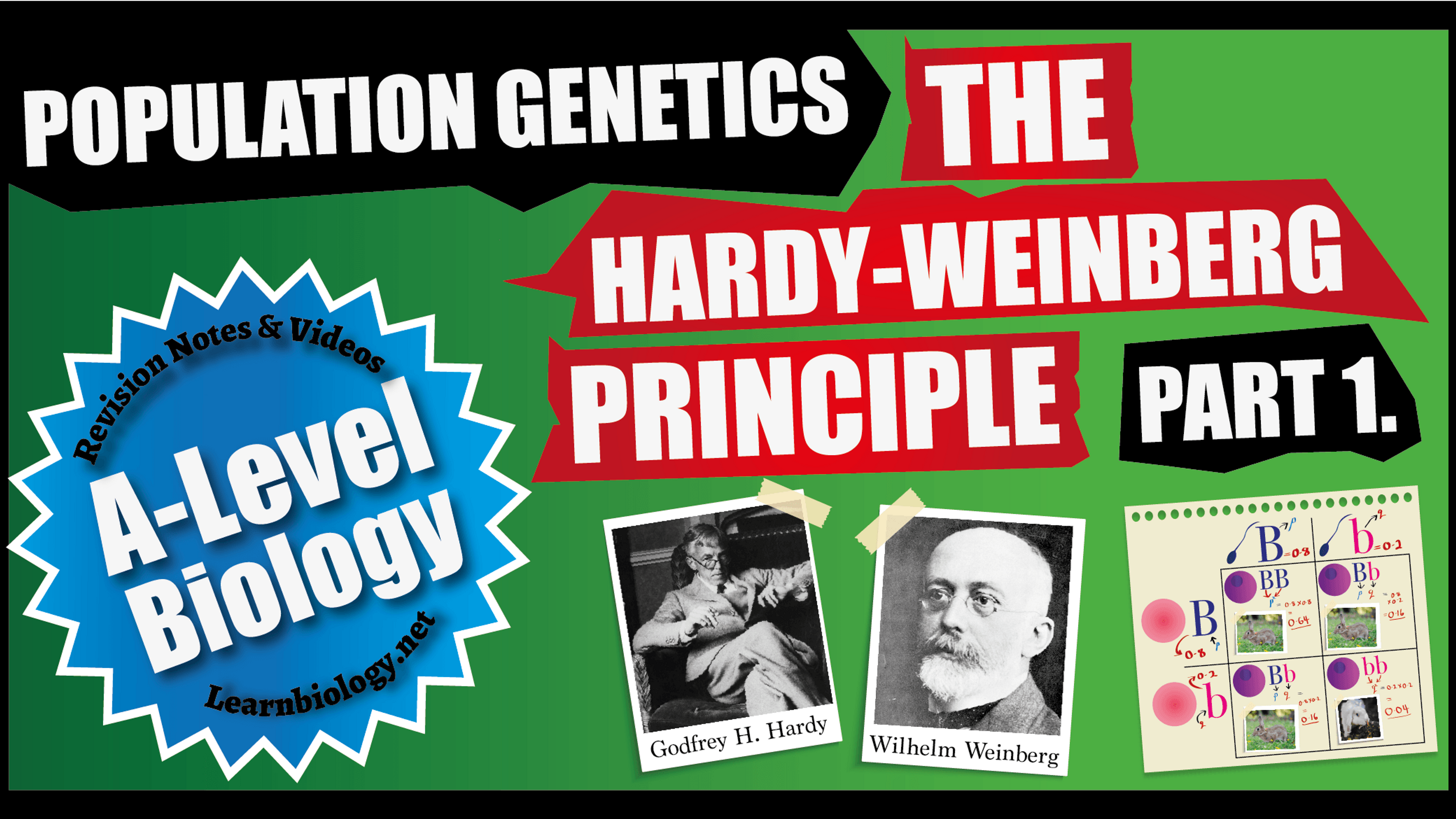 Hardy-Weinberg (Part 1)
